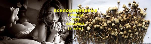 ПСИЛОЦИБИНОВЫЕ ГРИБЫ Алексин