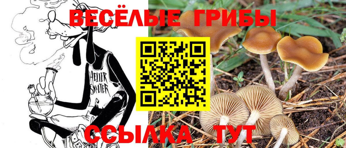 Красногорск  Галлюциногенные грибы прущие грибы  купить   Псилоцибиновые грибы Psilocybe  Вход с VPN 